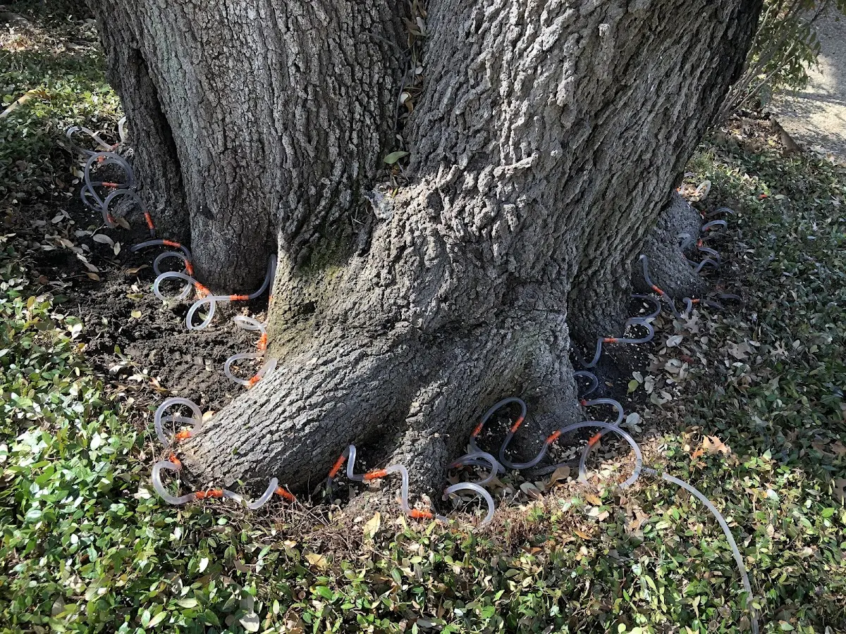 Detailed Tree Cabling and Bracing job site in Ramona